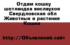 Отдам кошку шотландка вислаухоя - Свердловская обл. Животные и растения » Кошки   